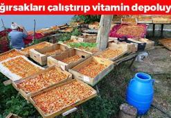 Van'da kavurucu sıcakta mesai başladı! Bağırsakları motor gibi çalıştırıp kemikleri betona çeviriyor! Potasyum ve magnezyum zengini