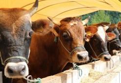 Kurban Bayramı ne zaman 2026? Diyanet'e göre 2026 Kurban Bayramı tarihi