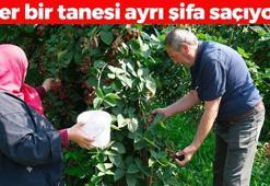 Şifalı meyvenin merkez üssünde hasat vakti! Kilosu 110 TL: Kalbin ve damarların doğal ilacı, C vitamini kralı!