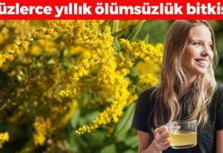 Ölümsüzlük çiçeği olarak da biliniyor! Çayını bardak bardak içince ödemin kökünü kazıyor, mideyi ve bağırsakları anında rahatlatıyor!