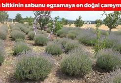 Kütahya'da hasadı başladı! Egzama, kuruluk ve pul pul dökülmenin kökünü kazıyor, cildi ışıl ışıl parlatıyor!