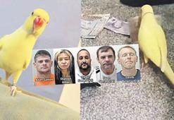 Çete çökerten papağan