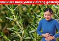 Dünyanın en faydalı baharatı! Kimse kıymetini bilmiyor: Salatalara avuç avuç ekleyin, doğanın antibiyotiği