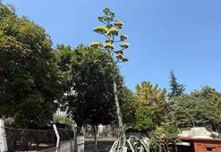 Beylikdüzü'nde görenler şaşkın! Bu sitede oturanlar çok şanslı