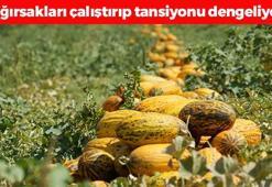 40 derece sıcakta hasat yüz güldürüyor! Bağırsakları harıl harıl çalıştırıp tansiyonu anında dengeliyor!