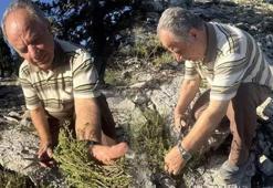 Antalya'da 'şifa' toplama sezonu! 50 liradan satılıyor