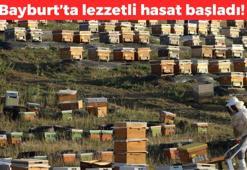 Bayburt'ta hasadı başladı! Yüksek rakımlı yaylalardan gelen eşsiz lezzet