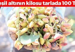 Diyarbakır'da yeşil altın hasadı başladı! Yaşının kilosu tarlada 100 TL: Magnezyum kralı, kan şekerini terazi gibi dengeliyor!