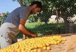 Kavurucu sıcakta “kuru” mesai: Iğdır güneşinde altın gibi parlıyorlar: Pazar tezgâhlarına indi doğadaki en güçlü antioksidan