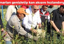 Anavatanı Amasya ama Afrika'dan rakip çıktı! Damarları saniyesinde genişletiyor, kolesterolü dengeleyip safra kesesindeki toksinleri arındırıyor