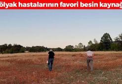 Çölyak hastalarının umudunda hasat vakti! Bağırsakları harıl harıl çalıştırıp kan şekerini terazi gibi dengeliyor! Kolesterolü damardan kazıyor