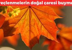 El ve bacak kireçlenmelerinin doğal çaresi buymuş! İbrahim Saraçoğlu'nun sağlık kitabından çıktı: 1 ayda etki ediyor