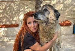 12 yaşındaki sokak köpeği 6 ayda 20 kilo verdi! Obez olduğu hayatını geride bıraktı