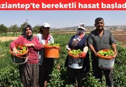 Gaziantep'te hasadı başladı! Yeşiller, morlar, kırmızılar göz dolduruyor: Tek tek elle toplanıp çevre illere kilo kilo satılıyor