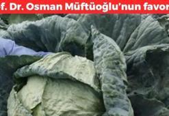 Prof. Dr. Osman Müftüoğlu'nun favorisi! Salatasını yapıp tabak tabak yiyin: Folat ve potasyum zengini: 1 aylık lif ihtiyacını tek seferde karşılıyor