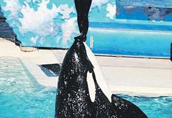 Yapay zeka aklımızla dalga geçiyor! Balina sahibini değil milyonları 'yedi'