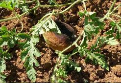 Şifalı besini kuraklık vurdu! Kilosu tarlada 1.5 TL'ye kadar düşmüştü: Kötü kolesterolün kökünü kazıyor