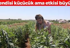 Urfa mucizesi yeniden tezgahta! İnek sütünden 10 kat daha faydalı! Kemikleri betona çeviriyor, tıkalı damarları yağ çözücü gibi açıyor