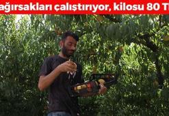 Samsun'da son kez hasat ediliyor! Kilosu 80 TL: Bağırsakları harıl harıl çalıştırıp vücudu C vitaminiyle dolduruyor!