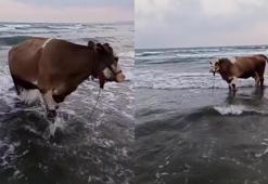 Hatay'da sıcaktan kaçan inek serinlemek için denize girdi