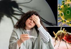 Dünya Sağlık Örgütü uyardı! Küresel salgına dönüşebilir: Çalışmalar gerçekleştirildi, İstanbul'da tespit edildi