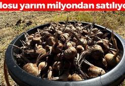 Dünyanın en pahalı baharatı olarak biliniyor! Kilosu 450 bin lira: Damarları koruyup kolesterolün kökünü kazıyor! Kan basıncını dengeliyor