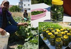 Ankara'da hasadı devam ediyor! Rekor sıcaklarda yoğun mesai: Tarlada 5-10 TL, markette 30-40 TL