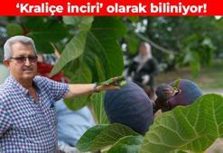 Dünyada sadece Bursa'nın 30 köyünde üretiliyor! Kate Middleton hamilelik döneminde tüketti: Kraliçe incirinde hasat başladı