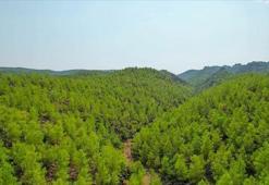 DMM'den ormanların 'talan edildiği' iddialarına yalanlama