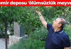 Malatya'da üretildi, kilosu 150 TL ama markette 300'e satılıyor: Demir ilacı kadar etkili! Kolesterolü damardan kazıyan ölümsüzlük meyvesi