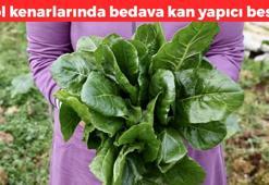 Yol kenarında kendiliğinden yetişiyor! Eski toprakların favorileri arasında: Kemikleri beton gibi yapıyor, hemoroide karşı koruma sağlıyor