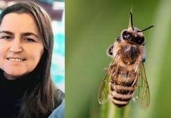 Fındık toplarken arı sokan kadın hayatını kaybetti