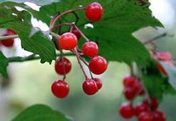 C vitamini, potasyum, malik asit, sitrik asit ve polifenol deposu! Böbreğin süpürgesi: Gilaburu