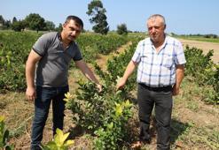 "Süper meyve" olarak biliniyor! Hasadı eylülde yapılacak, vitamin deposu