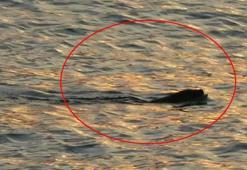Karadeniz'de görülen yırtıcı su samurları vatandaşları tedirgin ediyor