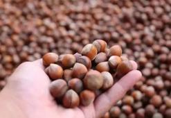 Ordu’da fındık kurutma mesaisi başladı