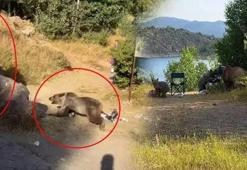 Bebekle gezi kabusa döndü! Ayı ailenin üzerine saldırdı, panik anları kamerada