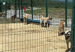 İstanbul Valiliği’nin talimatı sonrası sahipsiz hayvanlar toplanmaya başlandı