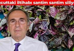 İbrahim Saraçoğlu'ndan reyhan tavsiyesi! Damarlardaki iltihabı söküyor: Vücudu saniyesinde arındırıyor