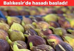 Balıkesir'de hasadı başladı! Tek tek elle toplanıyor: Zeytinliklerin arasından çıkan tatlı lezzet