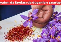 İştahınızı bıçak gibi kesiyor! Bir tutamı her derde deva olan mucize: Fiyatını da faydası da duyanları şaşırtıyor, iltihabın kökünü kurutuyor