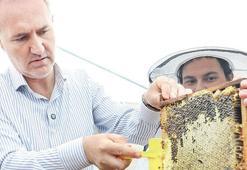 İnegöl balı kalitesiyle dikkat çekti