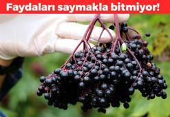 Halk arasında 'Süper meyve' olarak biliniyor/ DNA hasarını onarmaya yardımcı oluyor: Antioksidan seviyesi zirvede