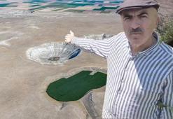 Tarlasına gelince gözlerine inanamadı! Hemen yetkililere haber verdi: Sayısı 600’ü buluyor
