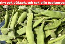 Ağrı'da yetişmez denileni yetiştirdi! Tek tek elle toplanıyor: Verimi çok yüksek