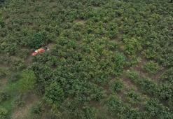 Hasat zamanı çocuklar için gizli tehlike: Fındık aspirasyonu