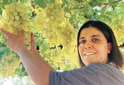 Mahallenin muhtarı bağın sultanı