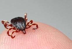 Kene mi yoksa sinek mi ısırdı? İz yuvarlaksa anında belli ediyor