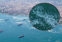 Marmara Denizi'nde müsilajdan sonra yeni kabus!