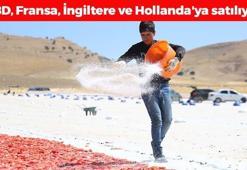 Kilosu 9 liraya düştü, ama kurusu dünyaya 190 TL'den satılıyor! Kolesterolün kökünü kazıyor, damarları yağ çözücü gibi açıyor!